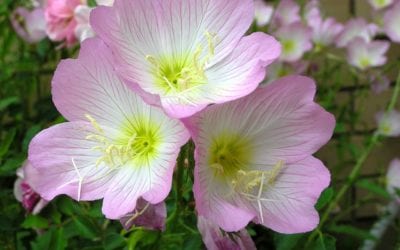 Wildflowers for San Antonio and Hill Country: Part 4