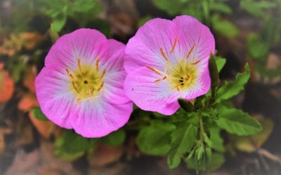 Trying Native Plants In Your San Antonio Landscape