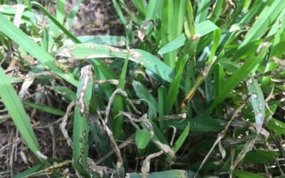 Lawn Pests & Diseases: How to Help Diagnose & Fix Common Problems