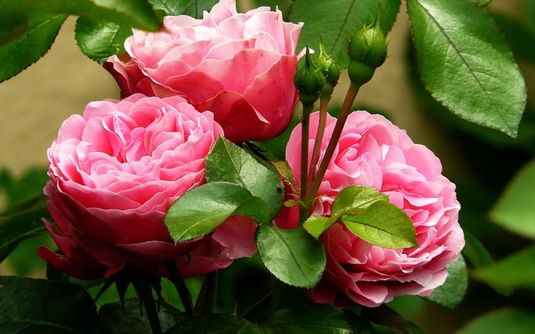 Follow expert advice for spring roses and you can be successful.