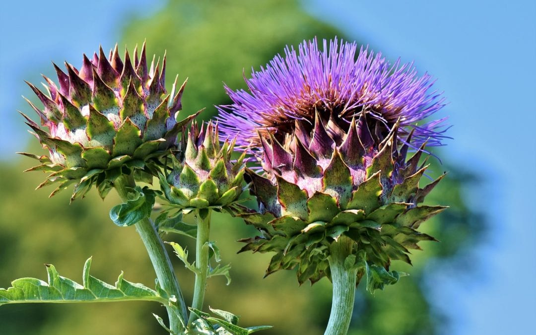 5 Tips For Growing Artichokes Successfully In San Antonio