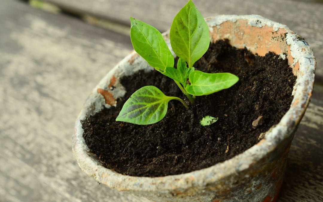 Plant ready to be transplanted into the garden.