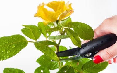 Spring Pruning for Roses: When, What, Why, How, and After
