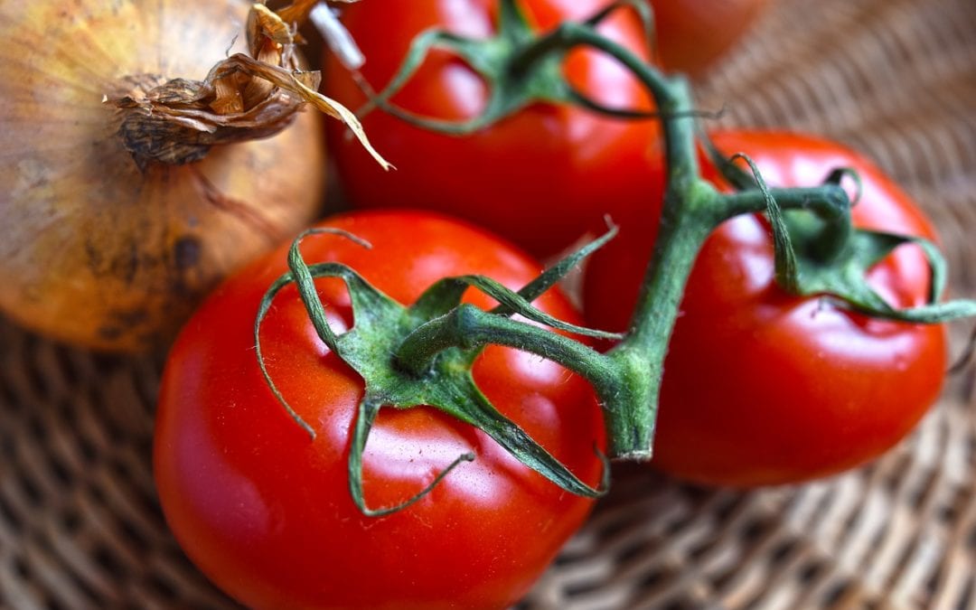 2020 Rodeo Tomato is the Red Snapper