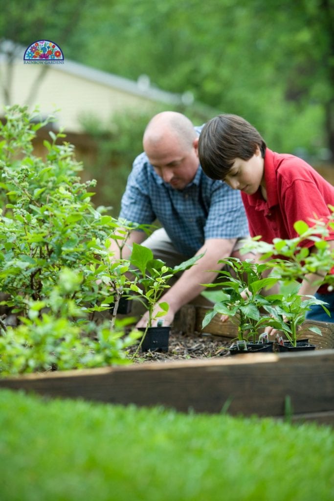 Grandfather and grandson planting a vegetable garden.