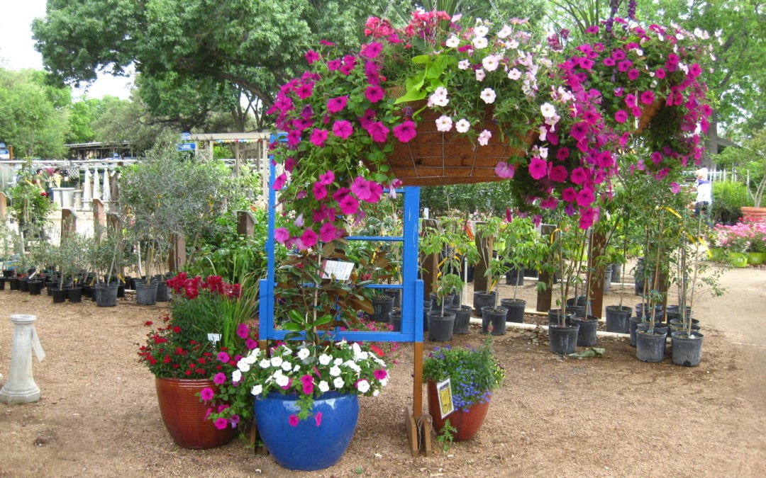 Picture of beautiful container plants.