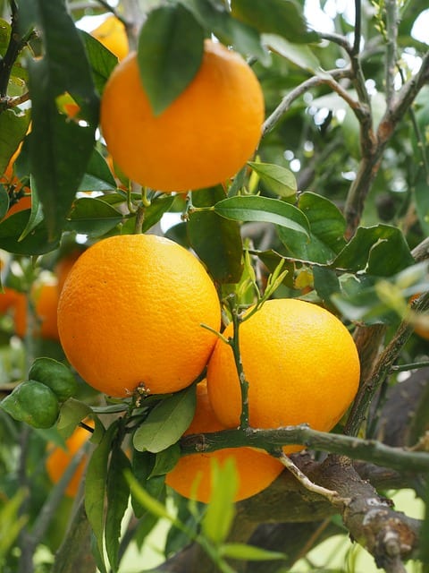 Citrus tree with oranges hanging off branches