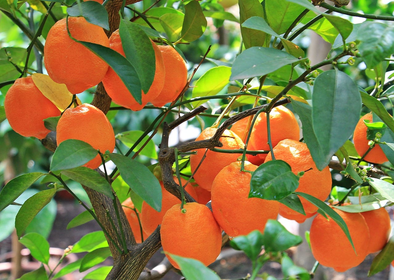 Citrus tree full of oranges.