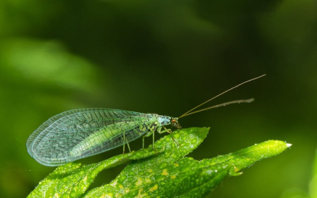 Lacewings sitting on a leaf.