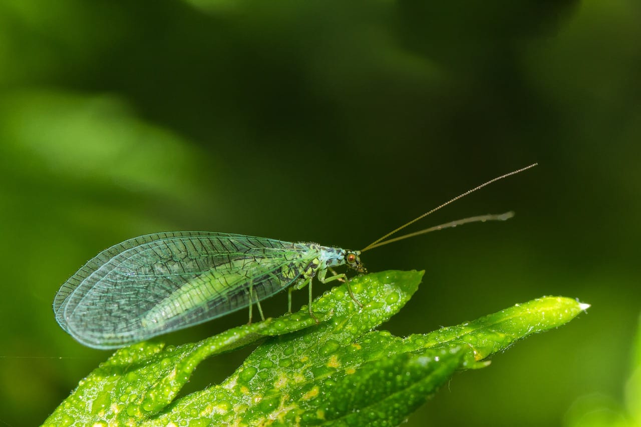 Lacewings help battle aphids in the garden and on milkweed