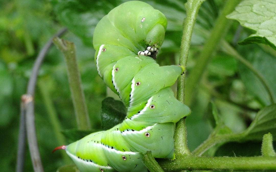 Garden pests like this tomato hornworm can destroy your vegetables.