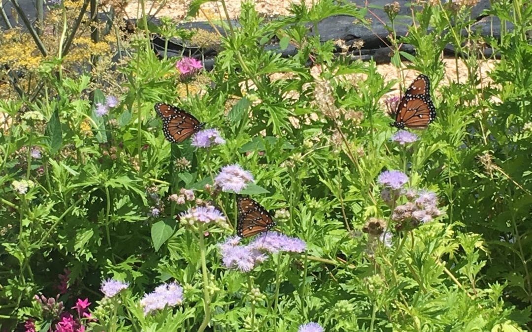 Gregg's Blue Mistflower is a great pollinator plant and butterfly attractor for San Antonio pollinator insects.
