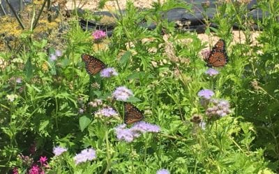 Gregg’s Blue Mistflower: A Hot Weather Bloomer for Pollinators
