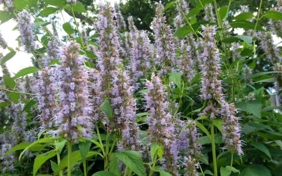 Agastache is a great pollinator attractor.