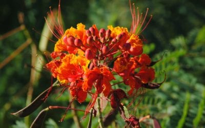 Pride of Barbados, Caesalpinia pulcherrima: Care and Grow Guide