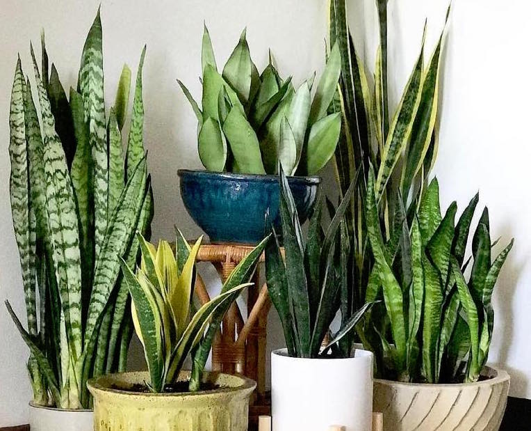 Plants that sales filter air