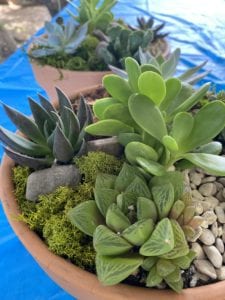 Succulent Kit