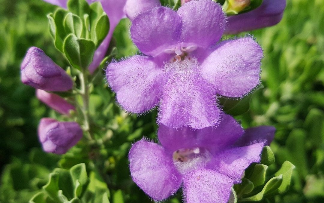 Native plants like Texas sage prove to be hardy in San Antonio landcapes.