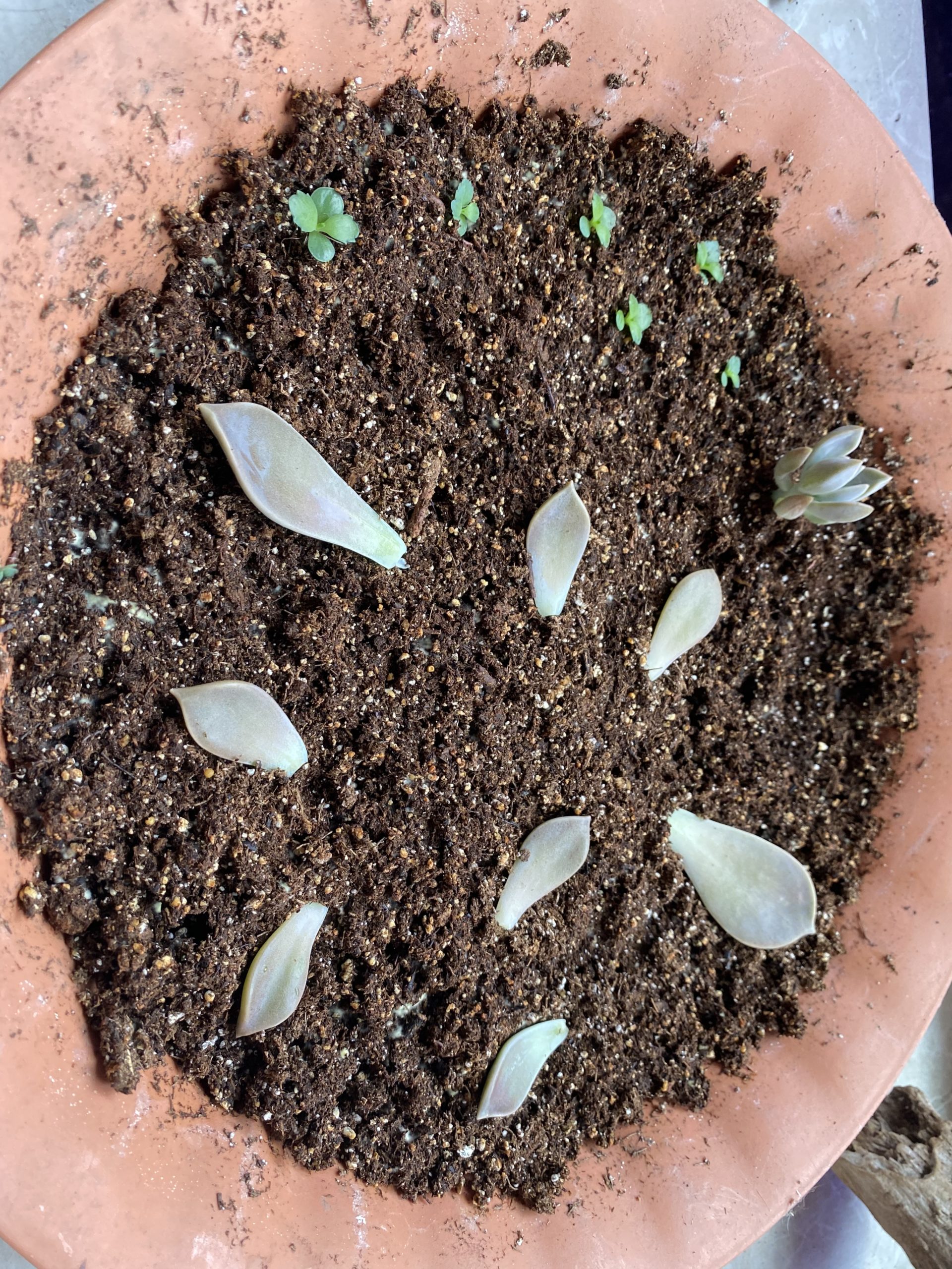 propagating-succulents-propagated Make sure to take multiple leaves when propagating succulents.
