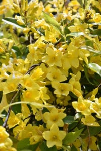vines-carolina-jessamine Vines like Carolina Jessamine are favorites in San Antonio.