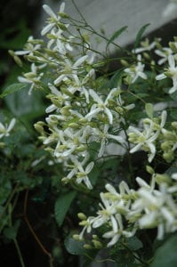 vines-sweet-autumn-clematis Vines like Sweet Autumn Clematis are favorites in San Antonio.