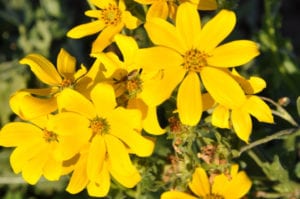 Englemann-daisy-wildflowers Englemann Daisy wildflowers.