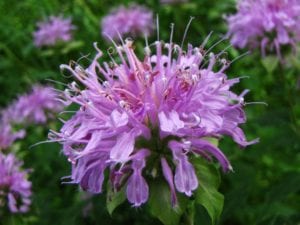 native-wildflowers-wild-bergamot-wildflower Wild Bergamot wildflowers in a wildflower meadow.