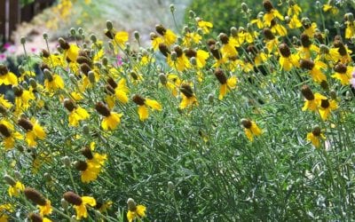 Texas Native Wildflowers for San Antonio and Hill Country