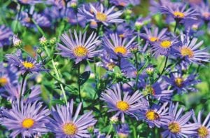 native-aster-tahoka-daisy-wildflowers-wildflower Tahoka daisy wildflowers in a wildflower meadow.