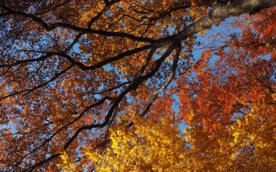 Choosing Shade Trees for San Antonio