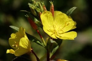 primrose-wildflowers-native Missouri primrose wildfloers in a meadow.