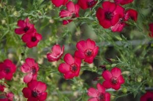 wildflower-red-flax-wildflowers Red Flax wildflowers in a wildflower meadow.