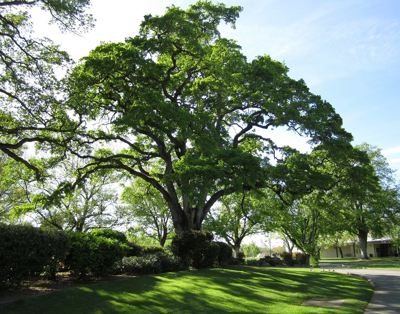 CPS Green Shade Tree Rebate Program Rainbow Gardens