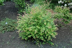 native-plants-coralberry Native plants like Coralberry restore a city's ecosystem.