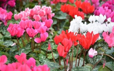 Happiness has a Name and it’s Cyclamen!