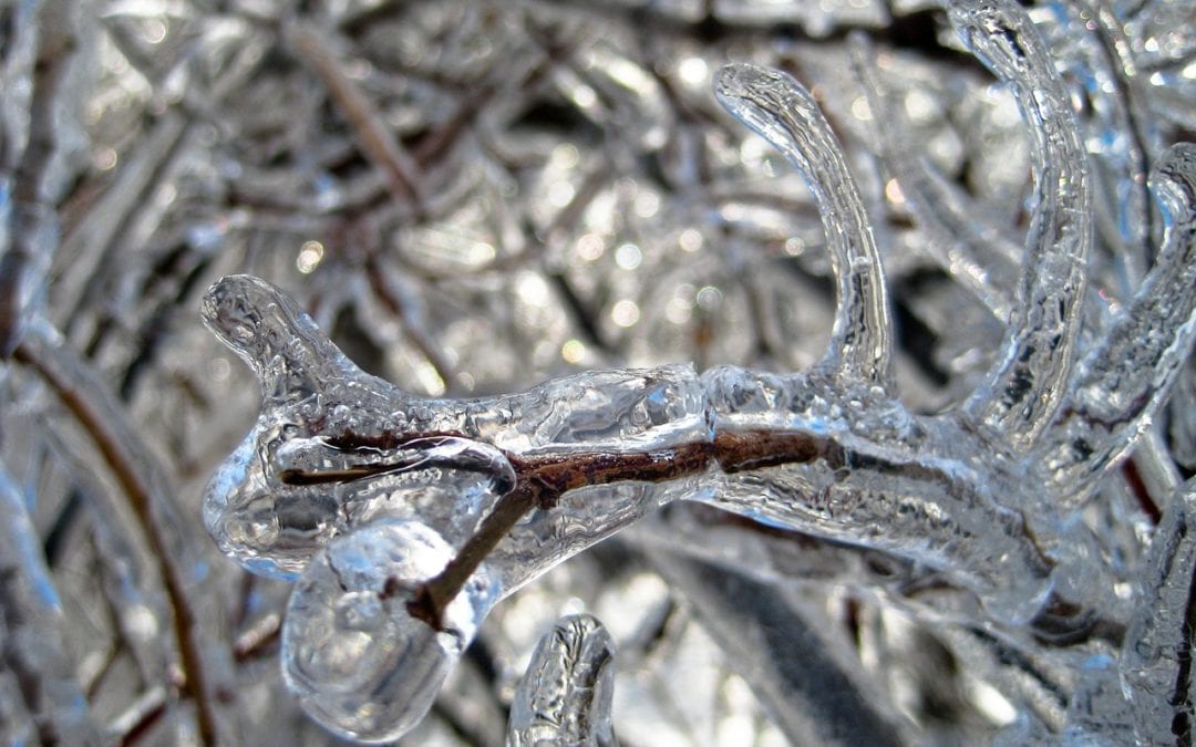 Plant freeze protection techniques for San Antonio winters