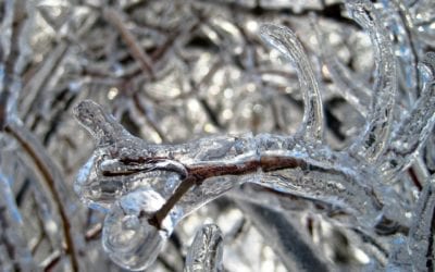 Protecting Plants Through A Hard Freeze in San Antonio