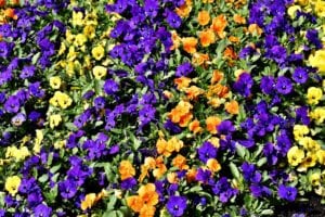 pansies Pansies look stunning when planted in mass.