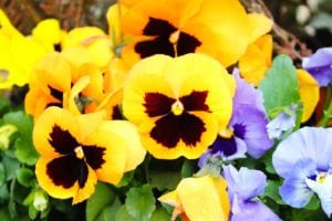 pansies Pansies will give you color in the winter gardens all the way into spring.