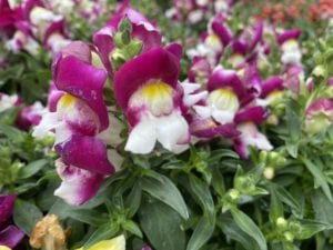 snapdragons Snapdragons come in multiple sizes and colors.