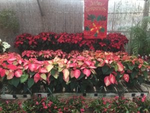poinsettias Poinsettias are the perfect holiday plant.