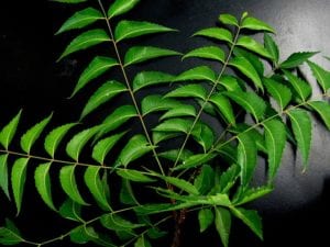neem Neem is hard to find but helpful herbs in the fight against pests.