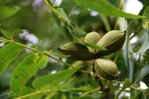 fruit-trees-pecan Fruit and nut trees sometimes need another variety to be planted to cross pollinate.
