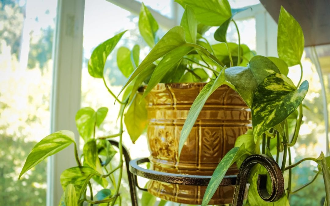 Less care is needed for houseplants during winter.