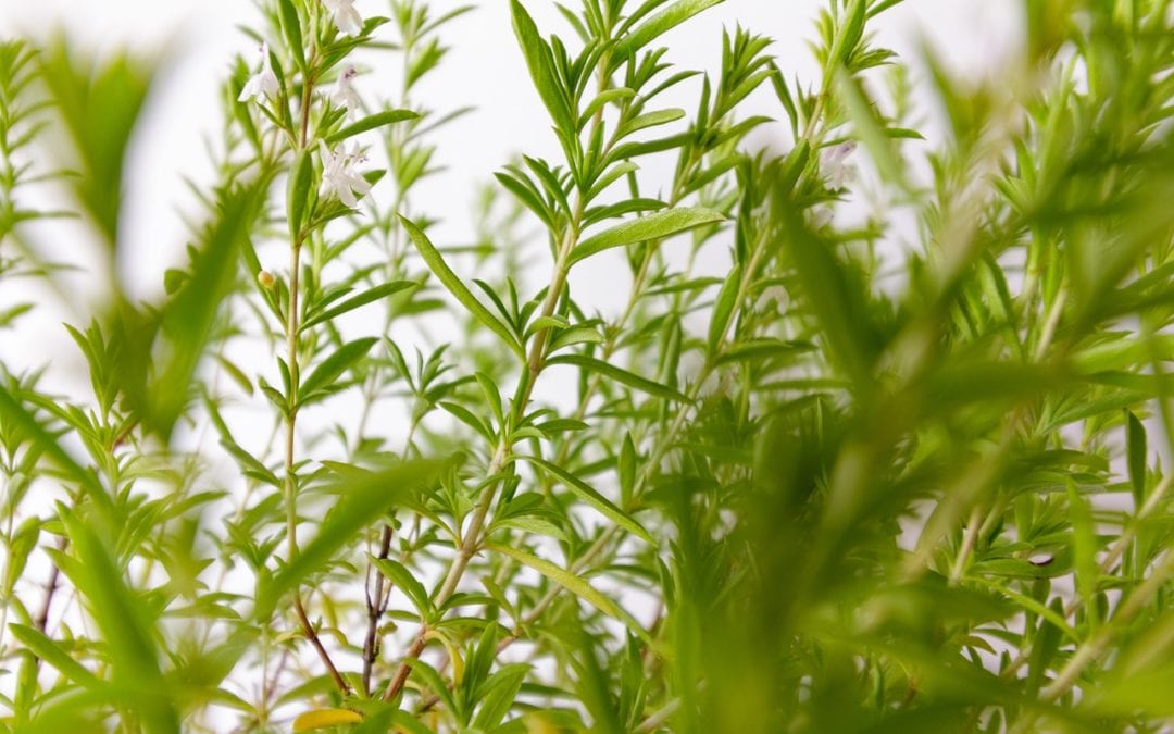 Cold weather hardy winter savory herb for San Antonio gardens