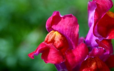 Snapdragons: A Celebration of Cool Weather Color