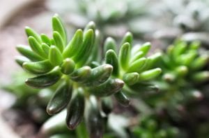 houseplants-winter-care Houseplants need less winter care than in their growing seasons.