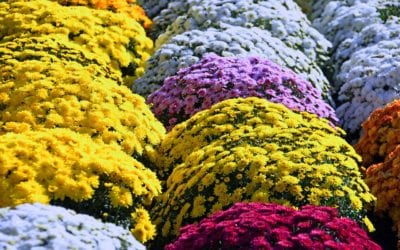 How To Care For Perennial Mums Through Winter and Next Spring