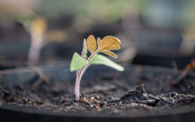 Successfully Getting your Seeded Transplants to the Garden