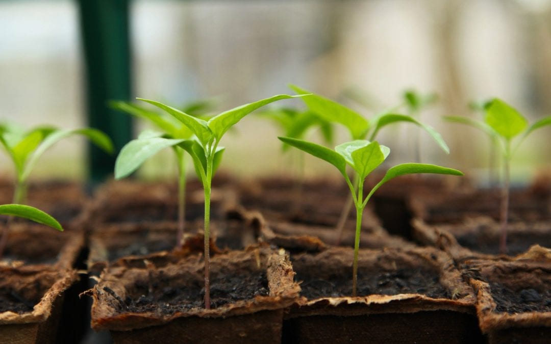Maintaining seedlings properly helps you grow strong transplants for the garden.